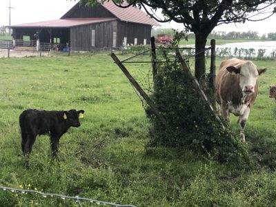 Day 48 Of Self-Isolation in Switzerland - Calves And Their Mothers