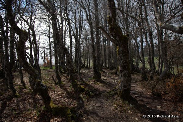 I liked the quality of light here. 