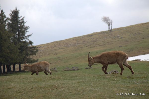 When I arrived they were standing by the grass and slowly made their way towards the cliff