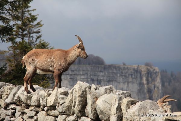 A bouquetin with the Creux de Van in the background