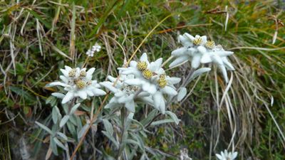Via Ferrata and Edelweiss