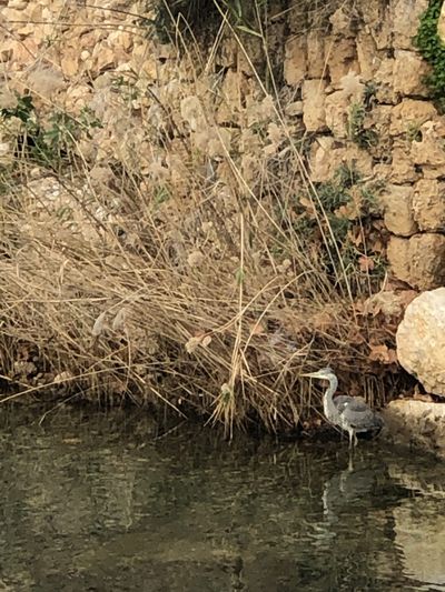 A heron
