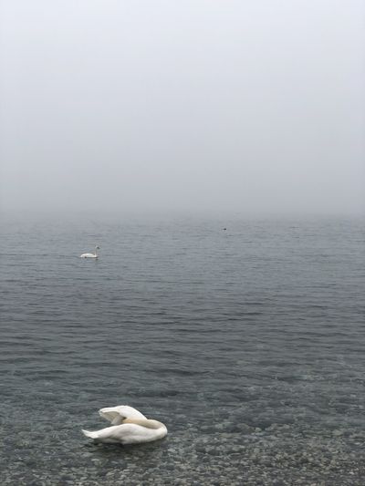 The Foggiest Idea